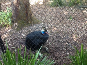 Australien Zoo-022
